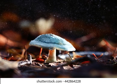 Small Poisonous Mushroom, Magic Picture