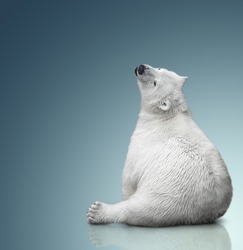Small Polar Bear Cub Sit On Background