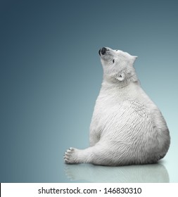 Small Polar Bear Cub Sit On Background