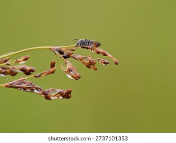 small pollinating insects that reside on the inflorescence of the Juncus inflexus plant