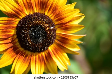 A Small Pollinator Fly On A Yellow And Orange Sunflower Growing On An Allotment