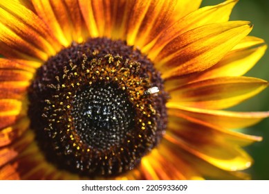 A Small Pollinator Fly On A Yellow And Orange Sunflower Growing On An Allotment