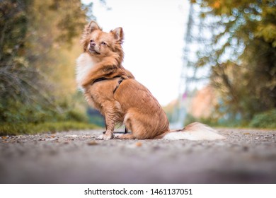 Small Pomchi Dog Sitting On Gravel.