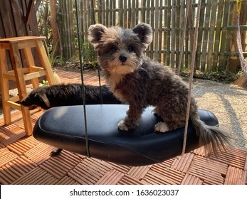 Small Pomeranian Breed Dog Mixed With Black Poodle Bear Pattern, Sitting On The Seat