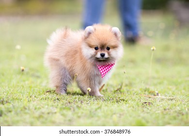 Small Pomeranian Puppy