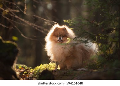 Small Pomeranian Spitz stands in the forest. Dog outdoor. Beautiful dog