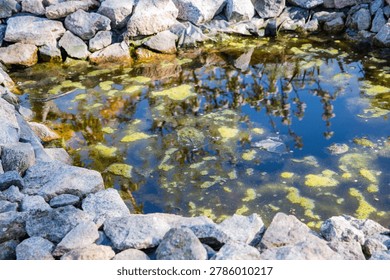 Small pond with algae and stone border reflecting trees in natural outdoor environment