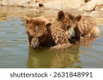 A small pond in Attica zoo with two young Eurasian brown bears (Ursus arctos arctos) taking their morning bath