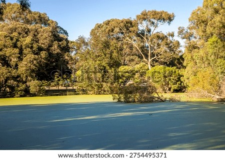 A small pond with green algae bloom framed by eucalypt trees in Neil McDougall Park, Como suburb, Perth, Australia, 25 November 2021