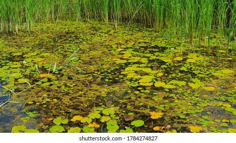 Small pond in natural park  - Shutterstock ID 1784274827
