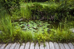 Small Pond As Part Of Landscaping With Aquatic Plants And Water Lilies Surrounded By Lush Vegetation Near Wooden Board Walkway