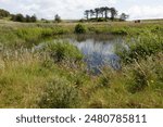 A small pond at the Pembrey Country Park near Llanelli, Carmarthenshire, Wales, UK in early summer.
