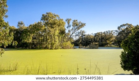 A small pond with thick green algae framed by eucalypts in Neil McDougall Park, Como suburb, Perth, Australia, 25 November 2021