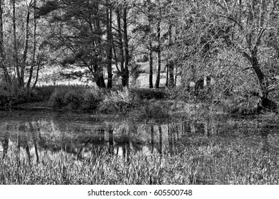 Small pond through the trees 