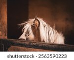 Small pony peaking over the walls of their stall
