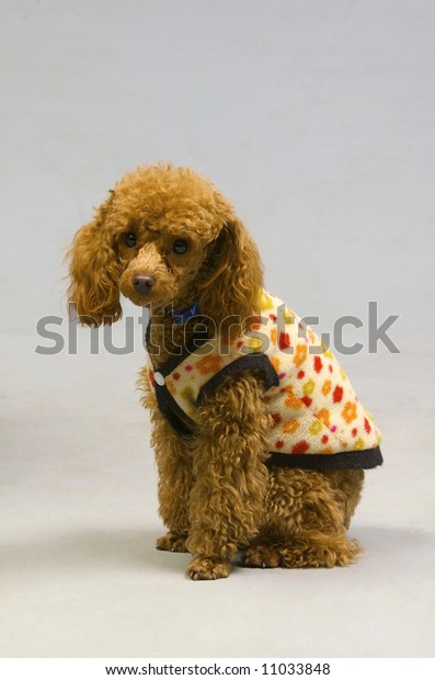 poodle jacket