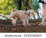 small poodle on a red leash lifting leg to pee away from camera; standing near female