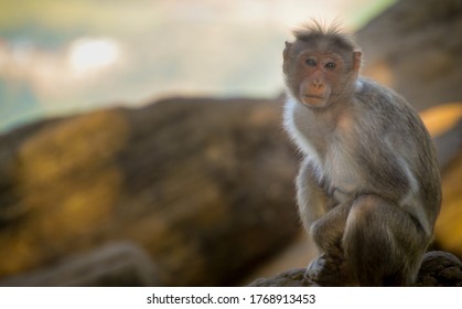 Small poor faced monkey looking at camera.