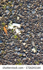 Small Portion Of An Animal Jaw Bone On The Side Of The Road From An Animal Killed By A Motor Vehicle