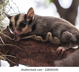 3,360 Possum Australia Images, Stock Photos & Vectors | Shutterstock