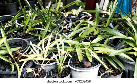 Small pot