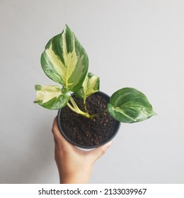 Small Pot Of Houseplant Named Pothos Manjula