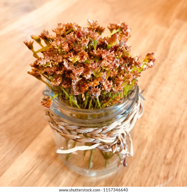 Small Pot Hydrangea Cafe Idea Decoration Stock Photo Edit Now