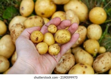 Small Potato Tubers On The Agronomist's Hand, Poor Potato Harvest, Crop Failure.