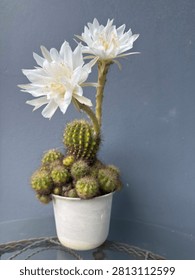 A small potted cactus arrangement featuring blooming white flowers, clustered cactus pads, and a simple gray background in a clean  setting