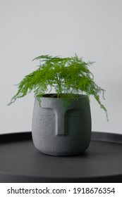 Small Potted Common Asparagus Fern