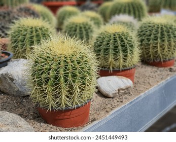 Small potted Echinocactus grusonii or Golden barrel cactus, a popular cactus used to decorate the garden. - Powered by Shutterstock