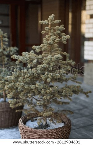 Small Potted Evergreen Tree Standing In Woven Wicker Basket On Tiled Porch With Light Dusting Of Snow And Residential Doorway Background.
