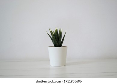 Small Potted Flower Standing on White Background - Shutterstock ID 1711903696