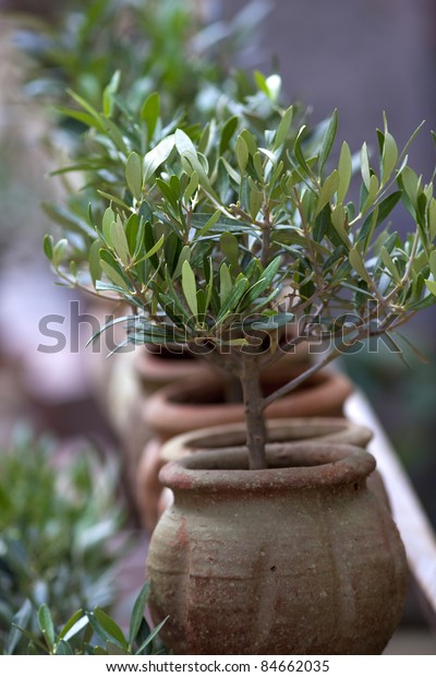 庭に鉢植えのオリーブの小木 の写真素材 今すぐ編集