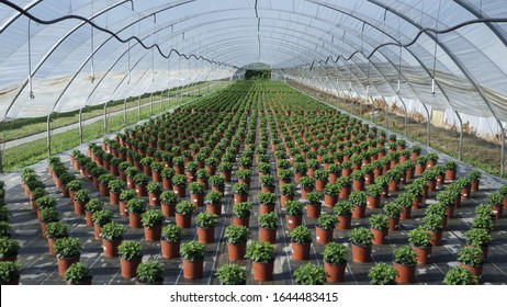 Small Potted Plants In A Greenhouse - Plant Nursery