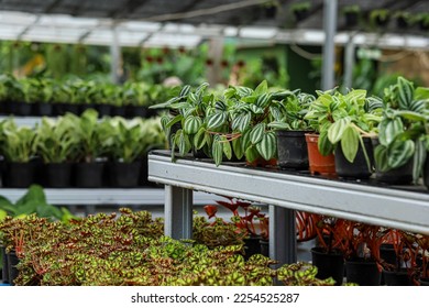 Small potted plants greenhouse plant nursery and stores
 - Powered by Shutterstock