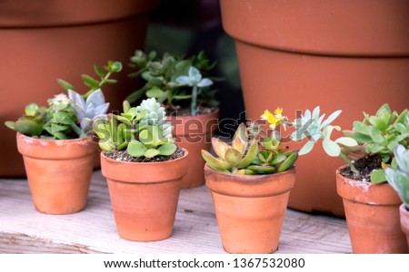 small potted plants of suculants and cactus