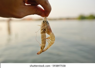 1,228 Shrimp Bait Images, Stock Photos & Vectors | Shutterstock