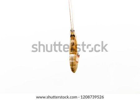 Small prawns are used as bait for fishing.