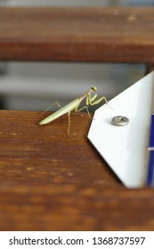 Small praying mantis