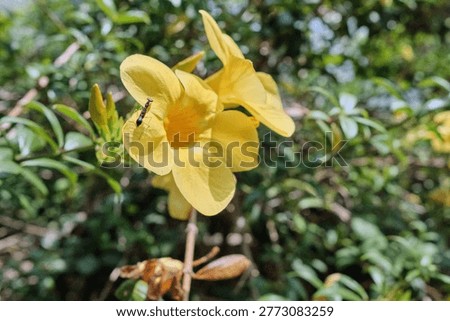 A small praying mantis perched on a vibrant yellow Allamanda flower in a garden in Trivandrum, Kerala.