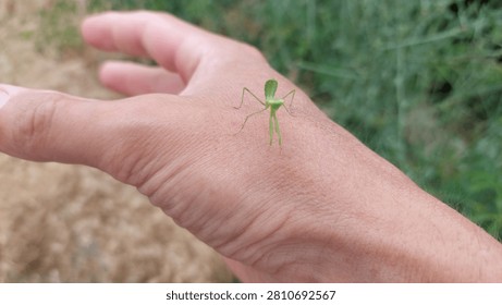 A small praying mantis sitting on a hand