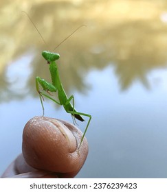 A small praying mantis that invites me to play