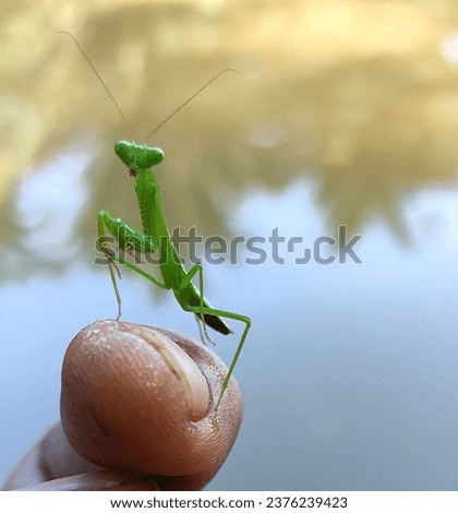 A small praying mantis that invites me to play