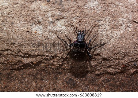 Small predacious ground beetle crawl up the wall. Animals wildlife.