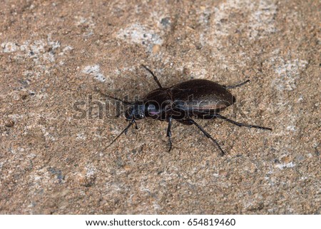 Small predacious ground beetle on gravel road. Animals wildlife.