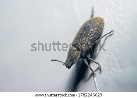 Small predacious ground beetle / strange horned beetle on isolated on back background. Animals wildlife