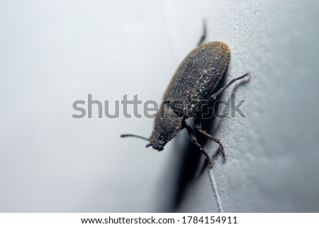 Small predacious ground beetle / strange horned beetle on isolated on back background. Animals wildlife