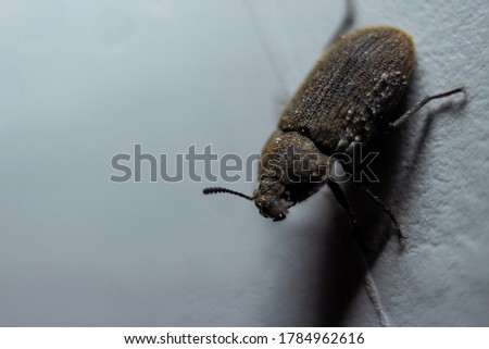 Small predacious ground beetle / strange horned beetle on isolated on back background. Animals wildlife