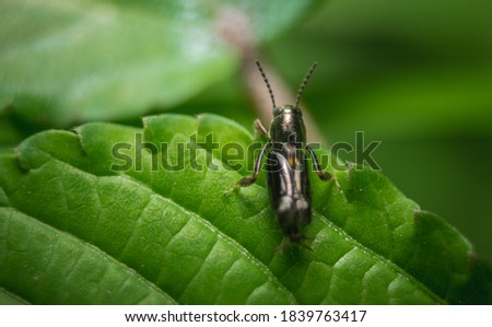 Small predacious ground beetle / strange horned beetle on isolated on back background. Animals wildlife